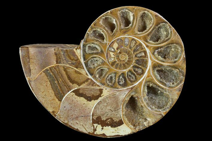 Sliced, Agatized Ammonite Fossil (Half) - Jurassic #100545